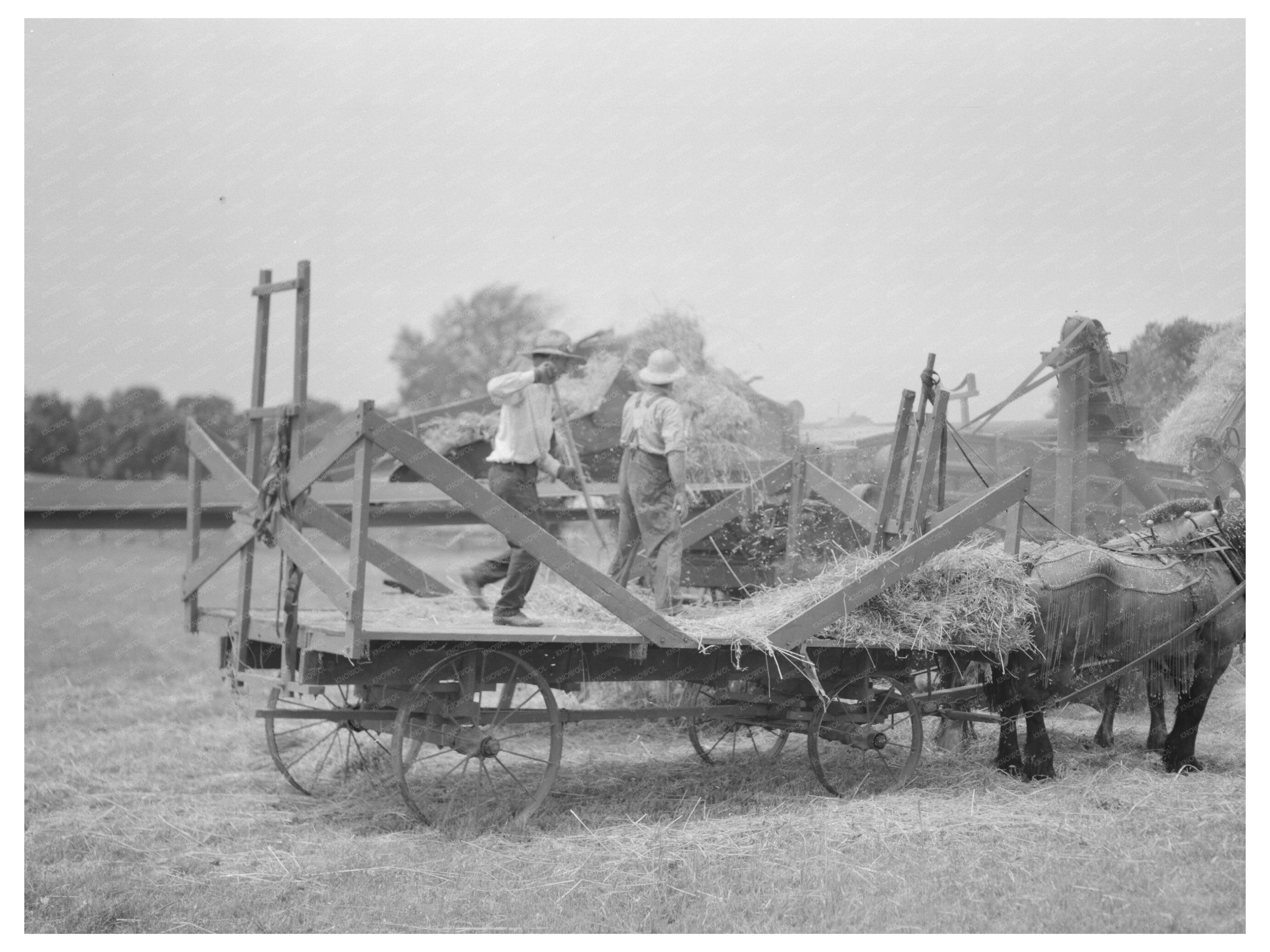 Threshing Oats in Kewanee Illinois August 1937