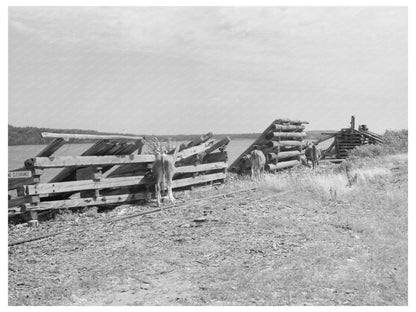 Winton Minnesota Lumbering Operations August 1937