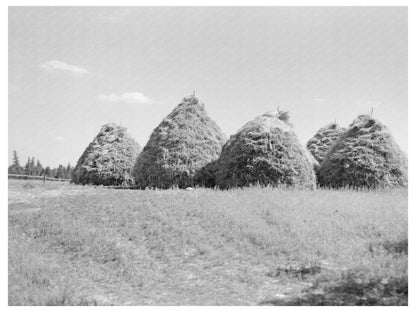 Vintage Hay Stacking Method Northcentral Minnesota 1937