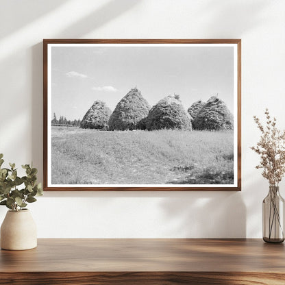 Vintage Hay Stacking Method Northcentral Minnesota 1937