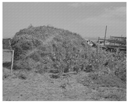 Thistle Hay Stacked in Williams County North Dakota 1937