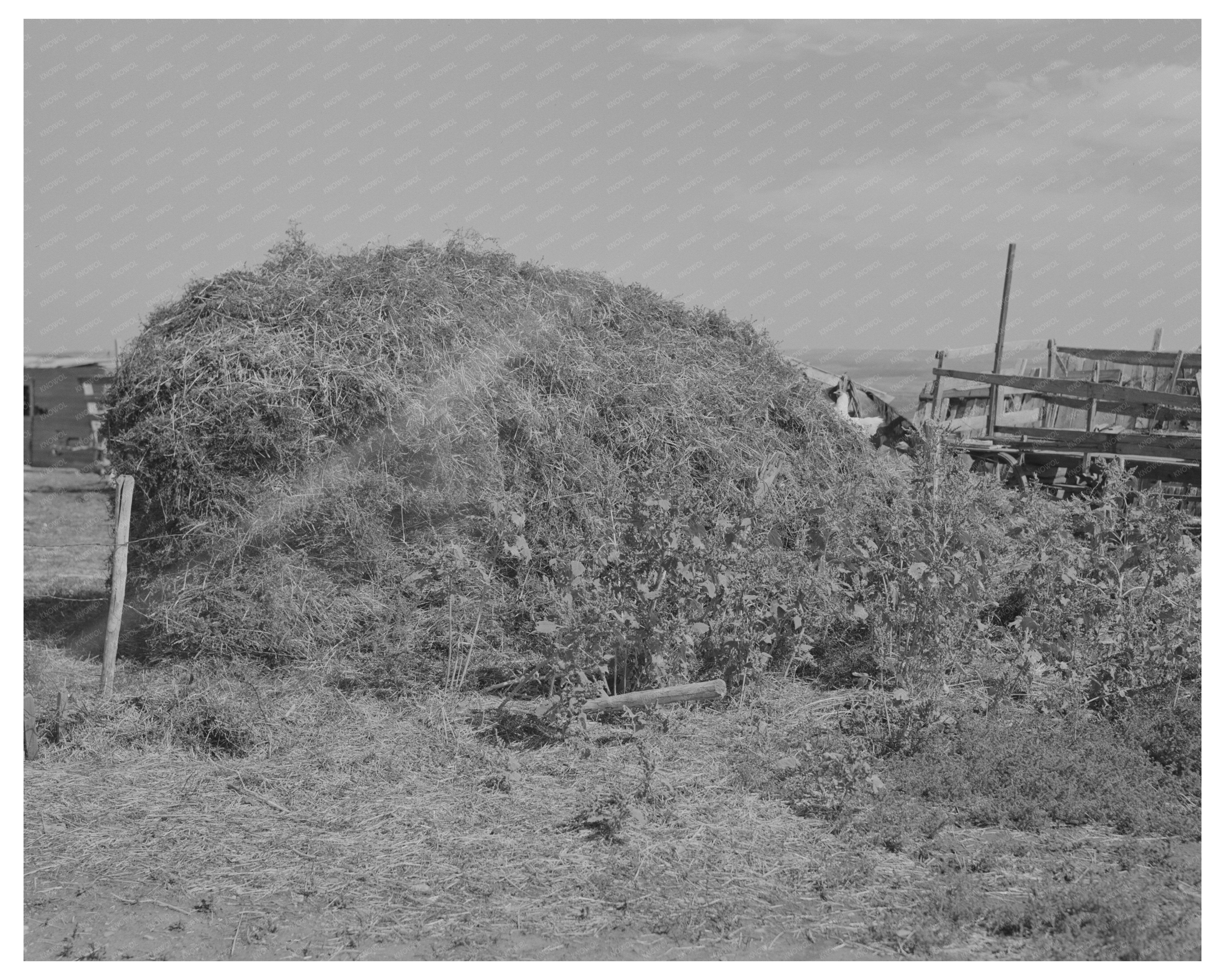 Thistle Hay Stacked in Williams County North Dakota 1937
