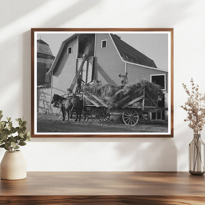 Threshing Alfalfa Seed Littlefork Minnesota 1937