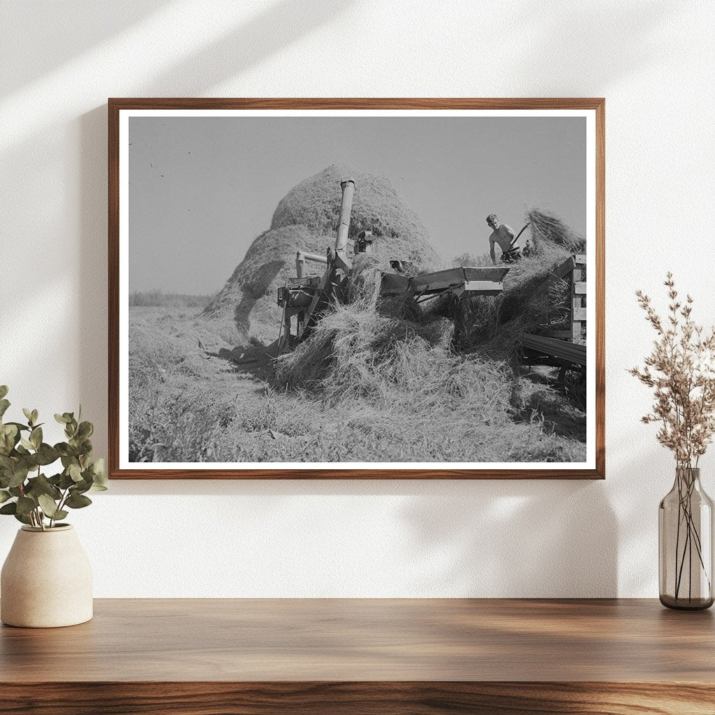 Threshing Alfalfa in Koochiching County Minnesota 1937