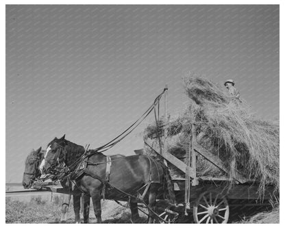 Alfalfa Team and Wagon Near Littlefork Minnesota 1937