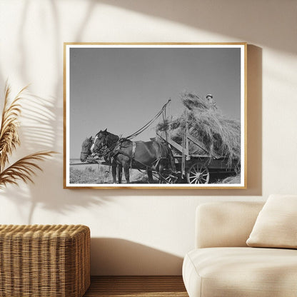 Alfalfa Team and Wagon Near Littlefork Minnesota 1937