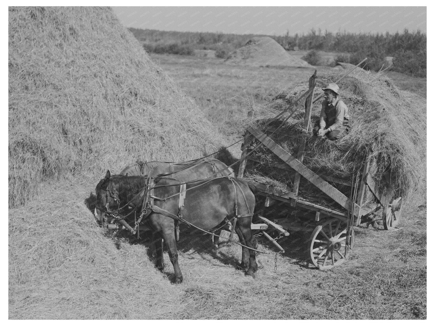 Horses Pulling Alfalfa Wagon in Littlefork Minnesota 1937