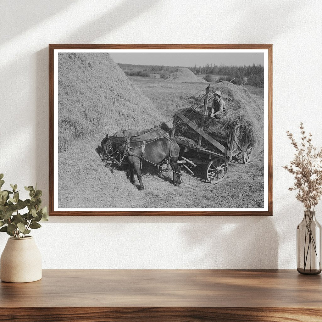 Horses Pulling Alfalfa Wagon in Littlefork Minnesota 1937