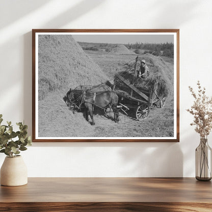 Horses Pulling Alfalfa Wagon in Littlefork Minnesota 1937