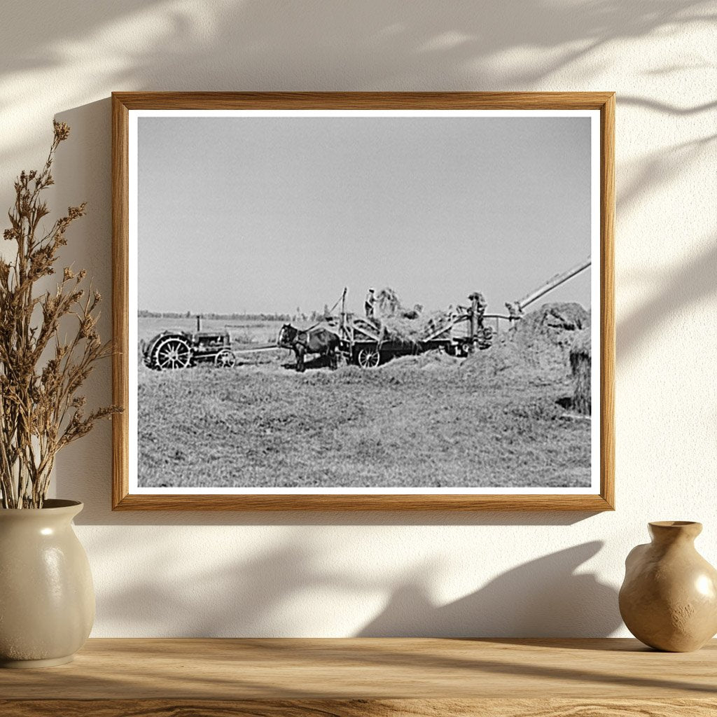 Threshing Alfalfa for Seed Littlefork Minnesota 1937