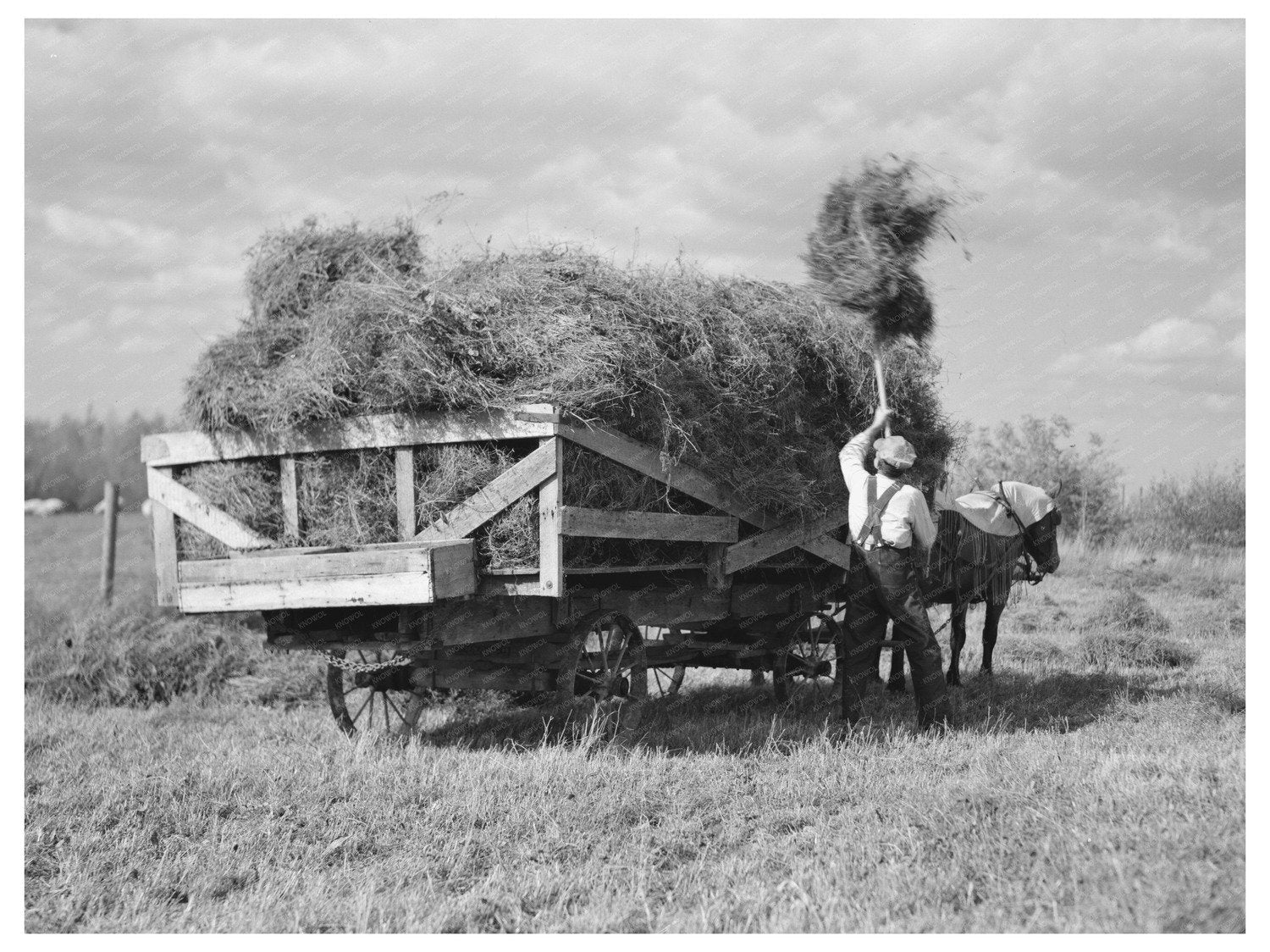 J W Panchot Pitching Alfalfa Hay Minnesota September 1937