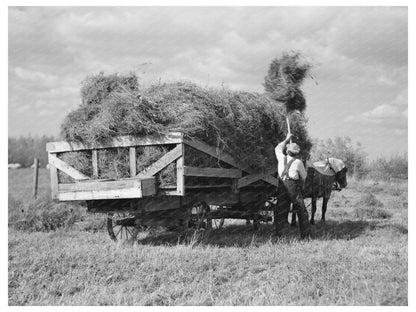 J W Panchot Pitching Alfalfa Hay Minnesota September 1937