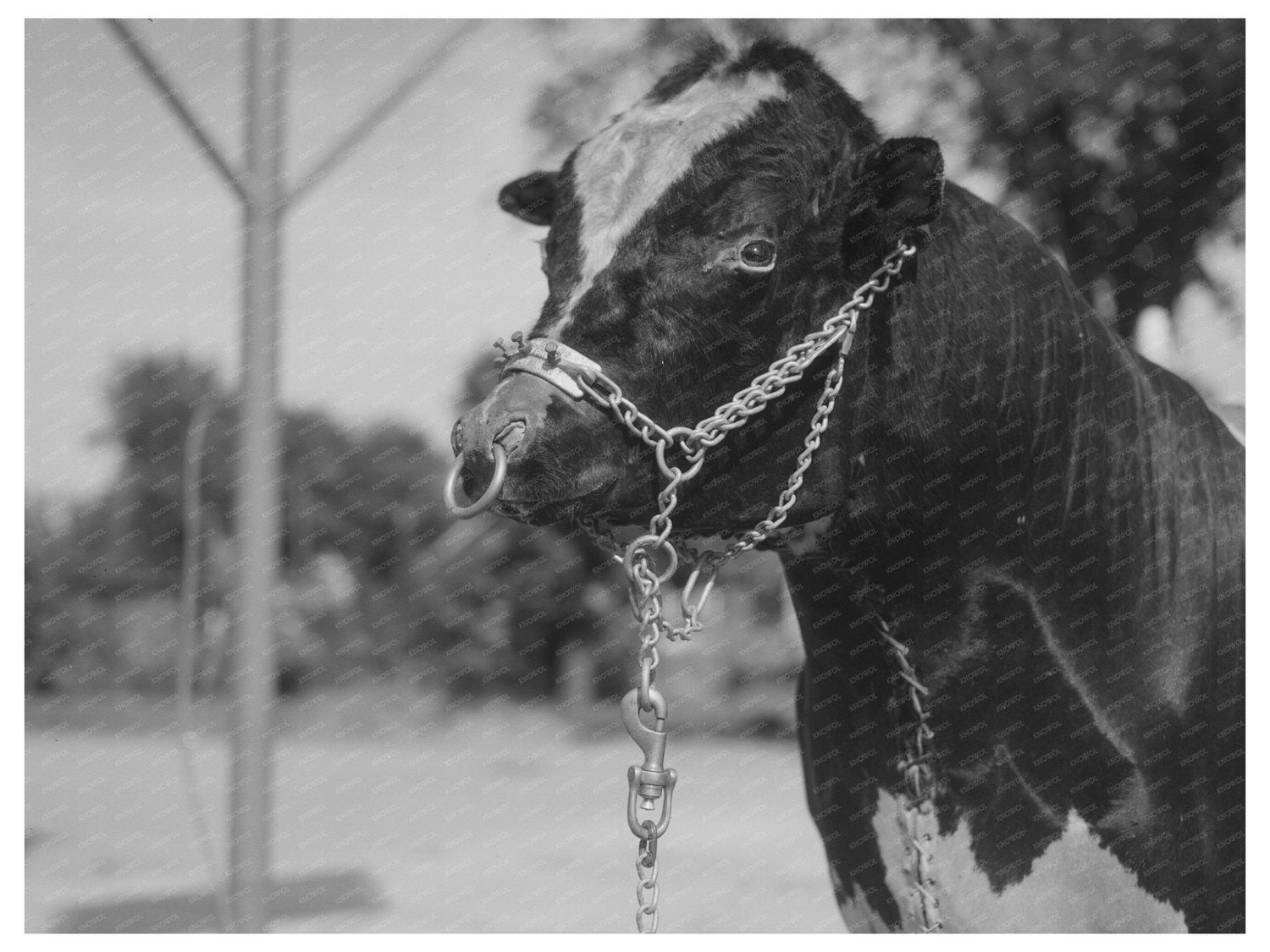 Stuffed Bull at Minnesota Gas Station September 1937