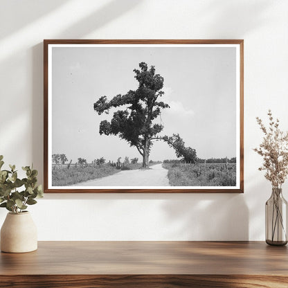 Hanging Tree in New Madrid County Missouri May 1938
