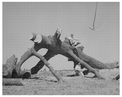 1938 Southeast Missouri Farms Oak Tree Landscape Photo