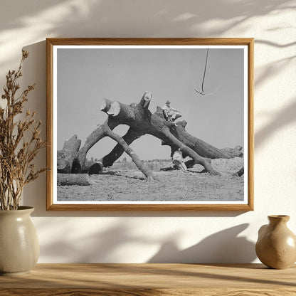 1938 Southeast Missouri Farms Oak Tree Landscape Photo