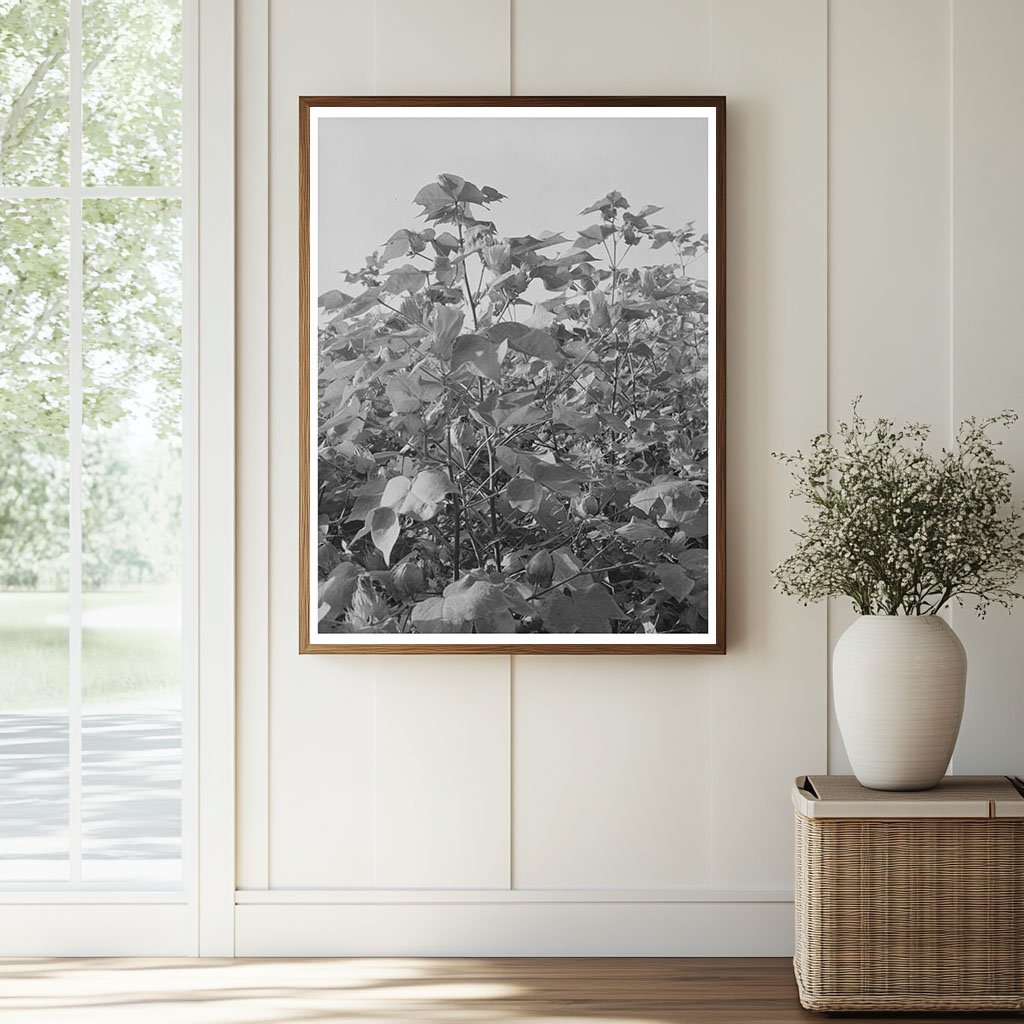 Cotton Fields in New Madrid County Missouri 1938