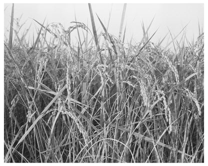 Vintage Rice Fields in Crowley Louisiana 1938