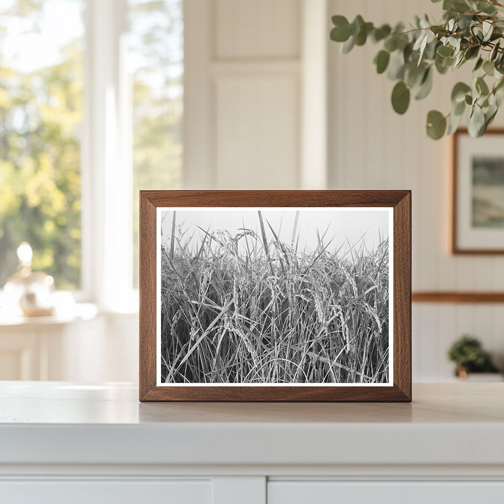 Rice Fields in Crowley Louisiana September 1938