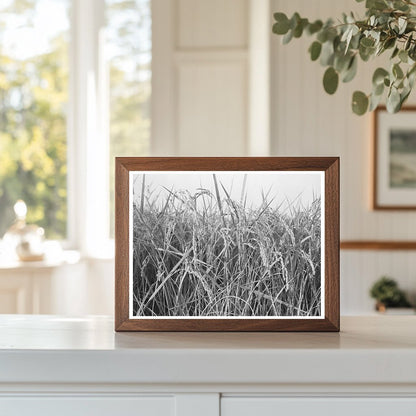 Rice Fields in Crowley Louisiana September 1938