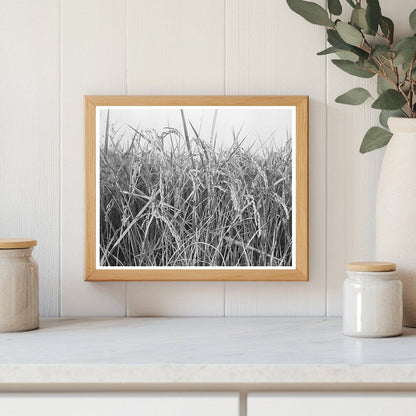 Vintage Rice Fields in Crowley Louisiana 1938