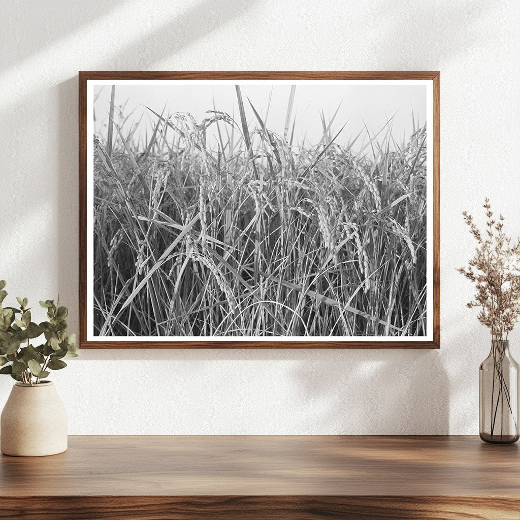 Rice Fields in Crowley Louisiana September 1938