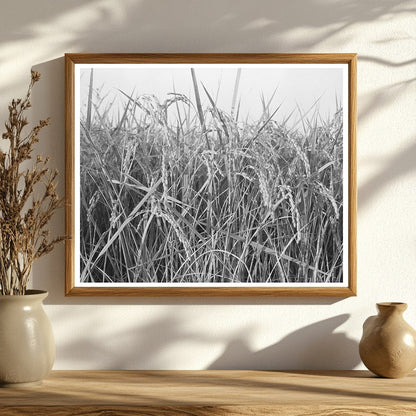 Vintage Rice Fields in Crowley Louisiana 1938