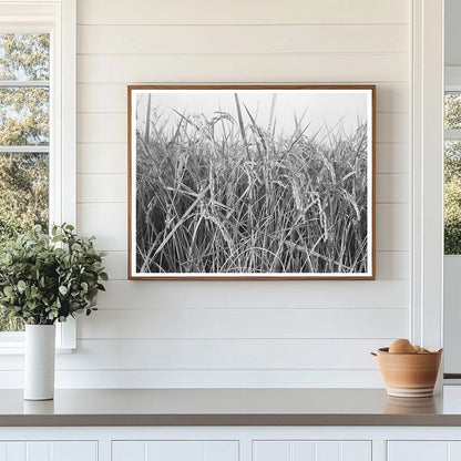 Rice Fields in Crowley Louisiana September 1938