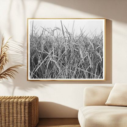 Vintage Rice Fields in Crowley Louisiana 1938