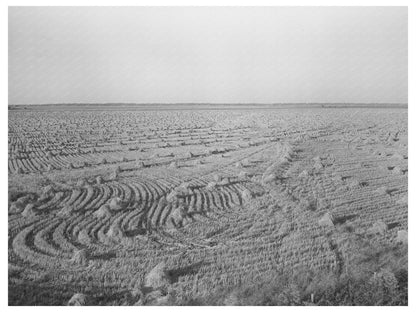 Rice Fields in Acadia Parish Louisiana September 1938