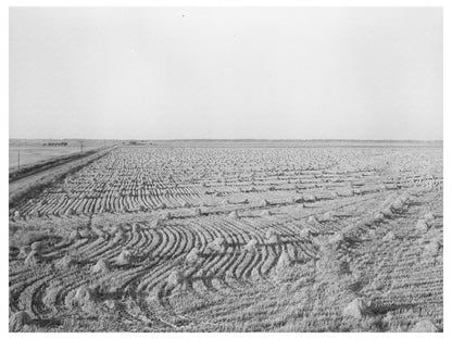 Rice Field in Acadia Parish Louisiana September 1938