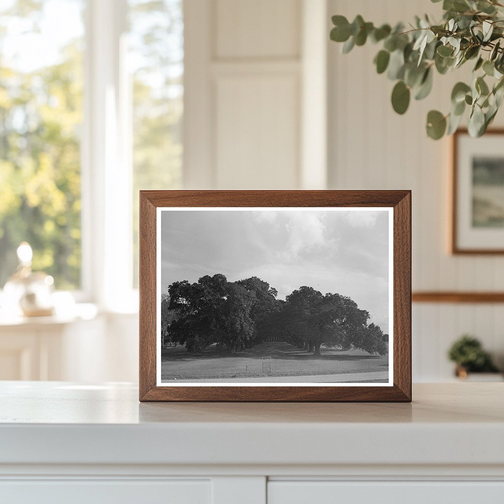 Oak Alley Plantation Vintage Photo Louisiana 1938
