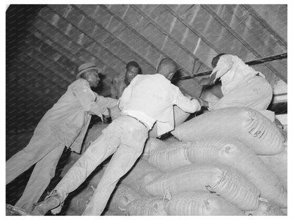 Rice Workers Stacking Sacks in Abbeville Louisiana 1938