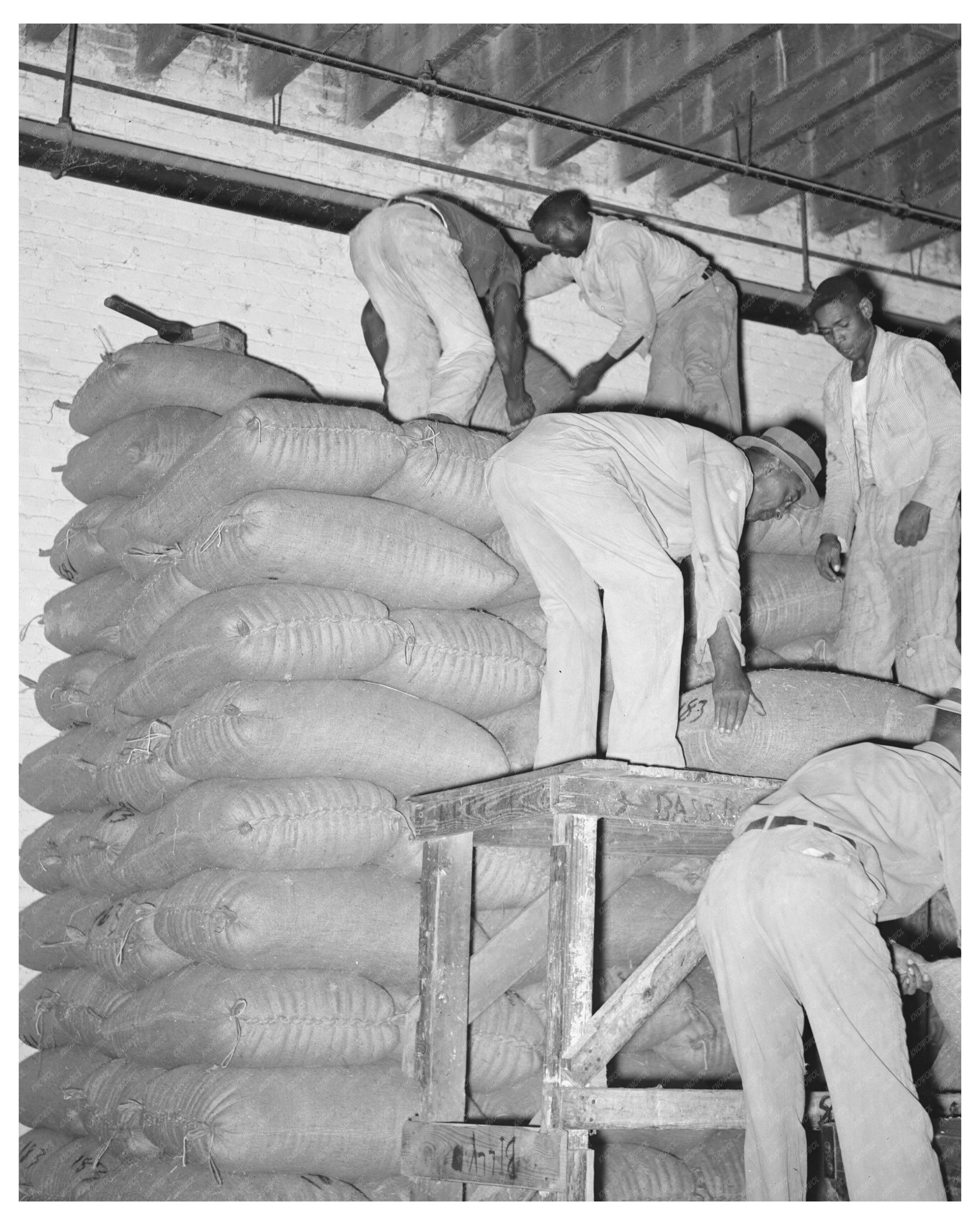Stacking Strawrice in Abbeville Louisiana September 1938