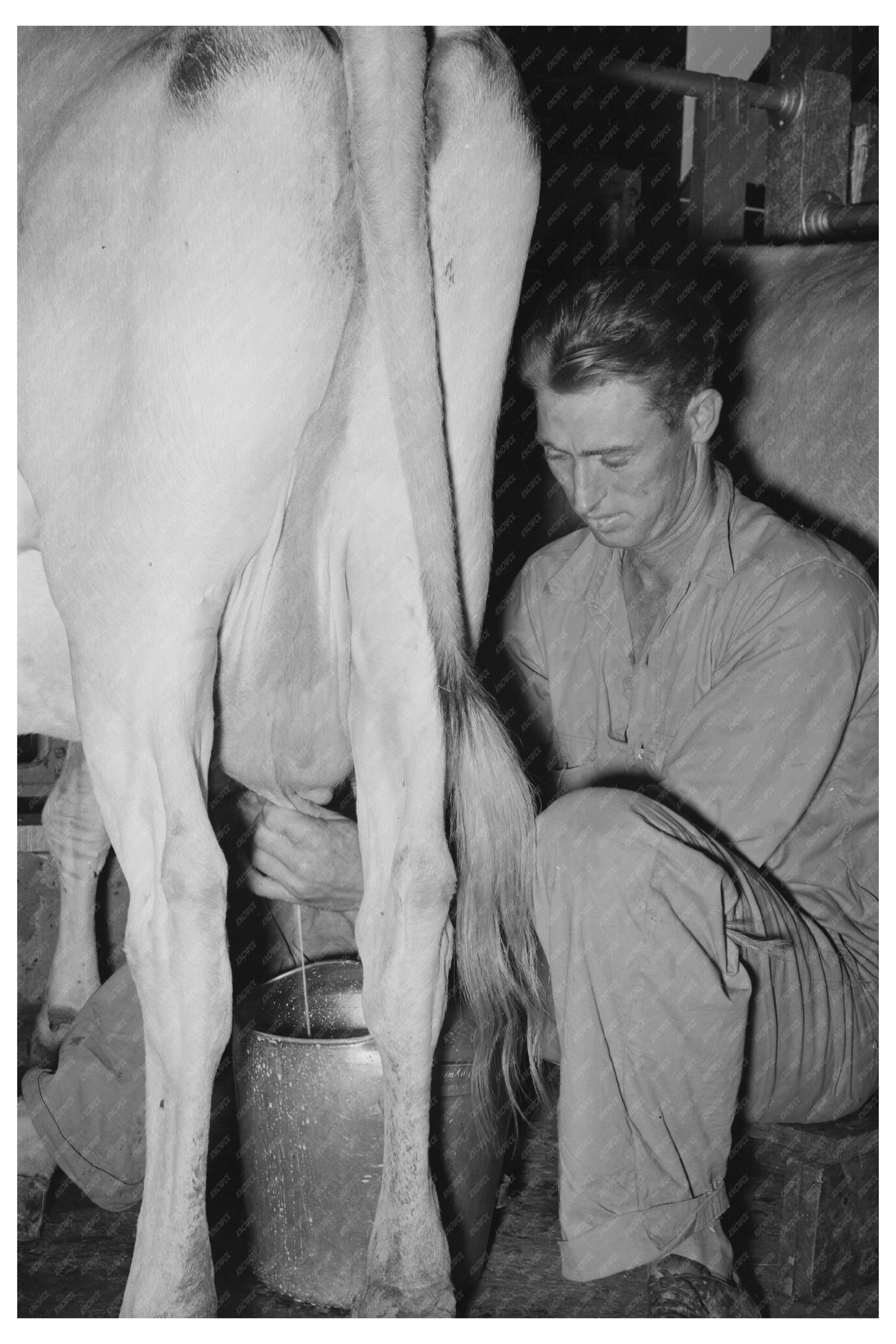 Milking a Cow at Lake Dick Project Arkansas 1938