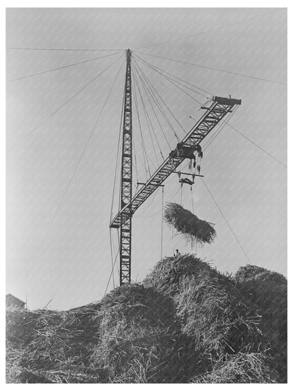 Unloading Sugarcane at Louisiana Sugar Mill October 1938