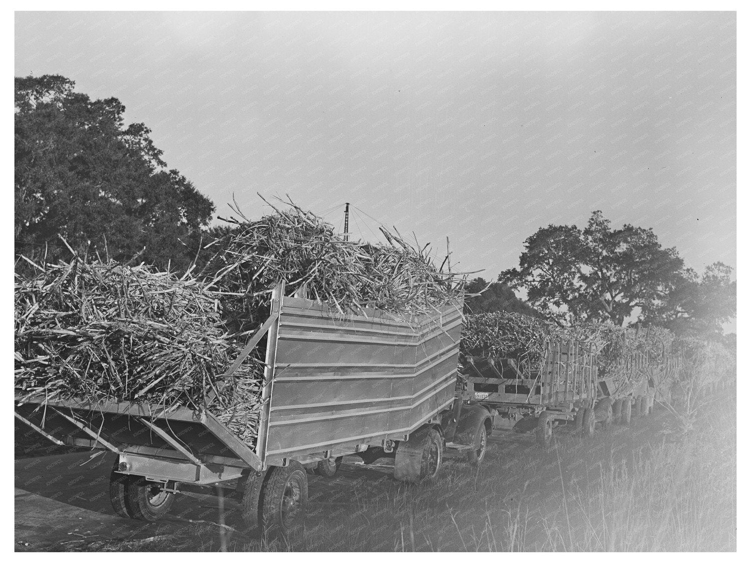 Trucks Loaded with Sugarcane in Louisiana 1938