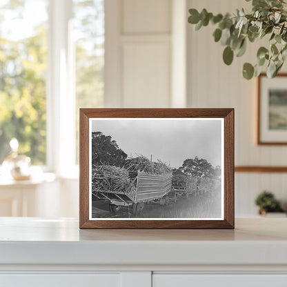 Trucks Loaded with Sugarcane in Louisiana 1938