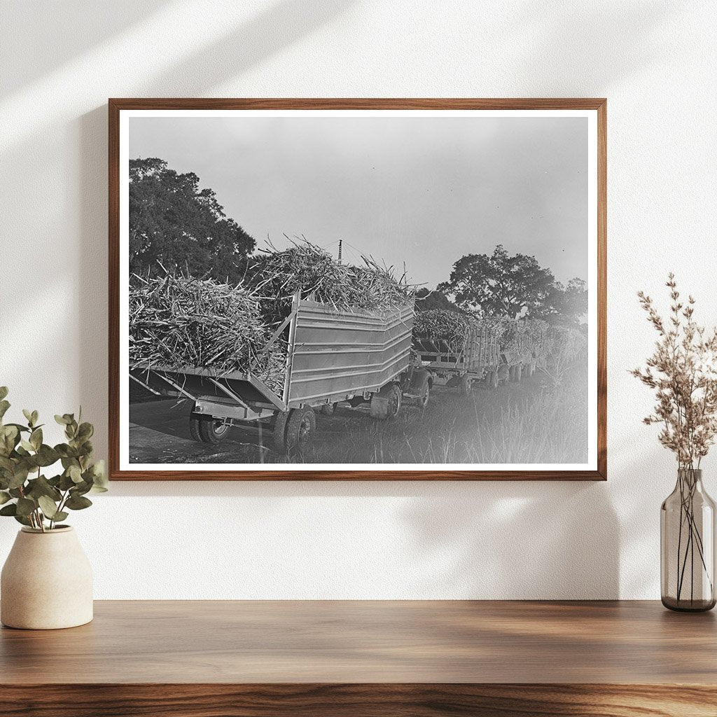 Trucks Loaded with Sugarcane in Louisiana 1938