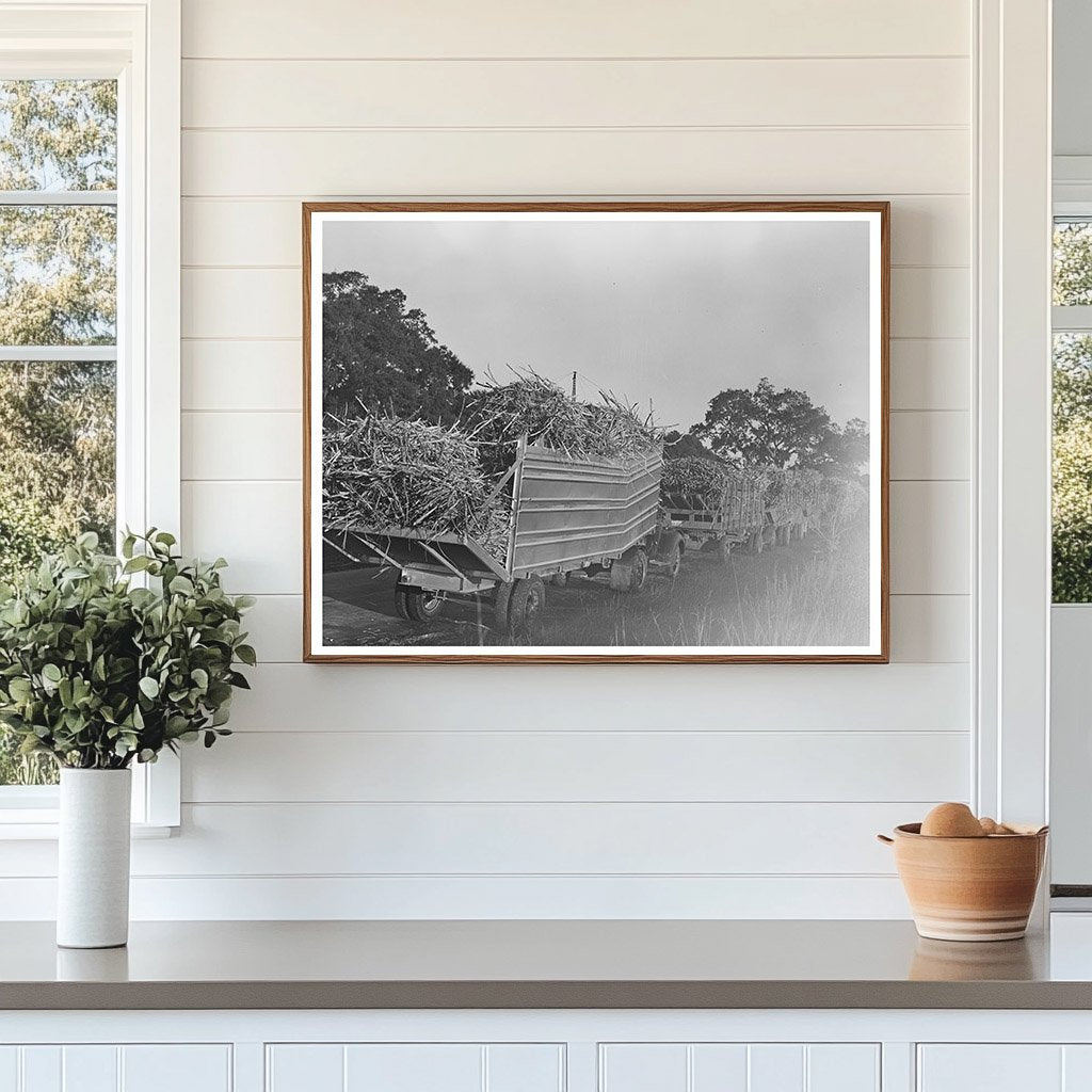 Trucks Loaded with Sugarcane in Louisiana 1938