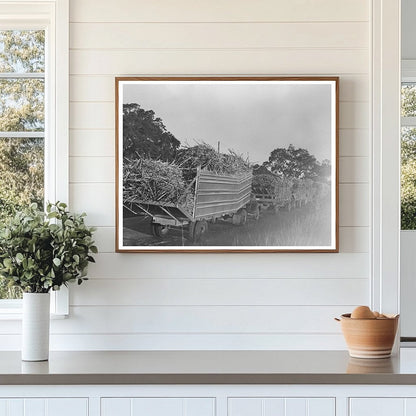 Trucks Loaded with Sugarcane in Louisiana 1938