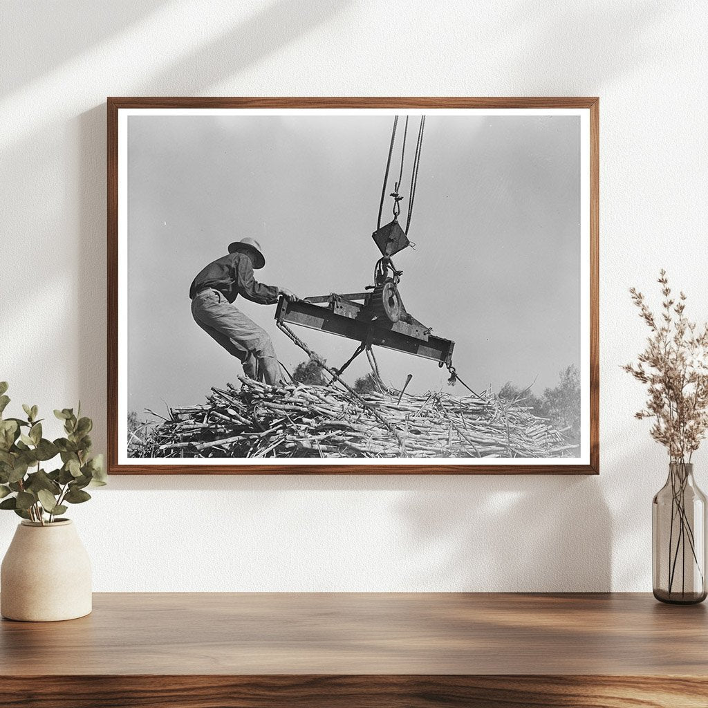 Workers Hoisting Sugarcane Bundles Louisiana 1938