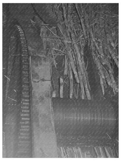 Sugarcane Crushing Process at Louisiana Sugar Mill 1938