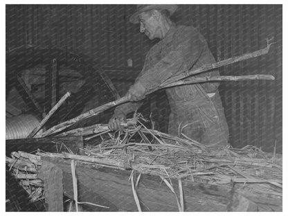 Workers Feeding Sugarcane at Louisiana Sugar Mill 1938
