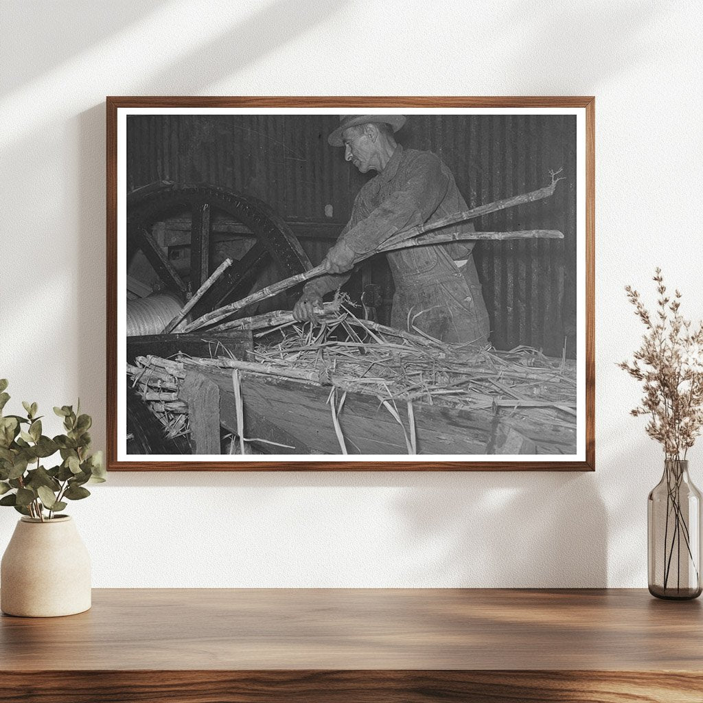 Workers Feeding Sugarcane at Louisiana Sugar Mill 1938