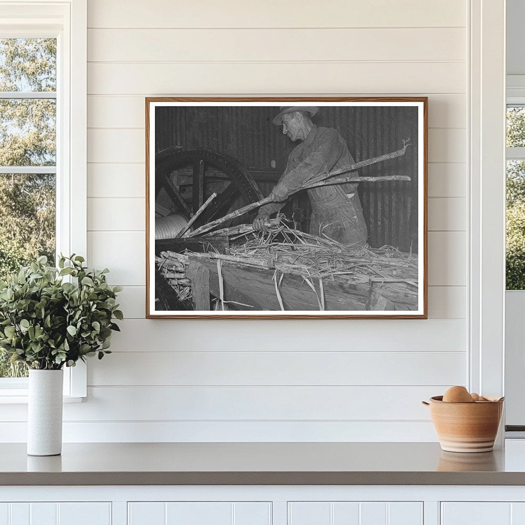 Workers Feeding Sugarcane at Louisiana Sugar Mill 1938
