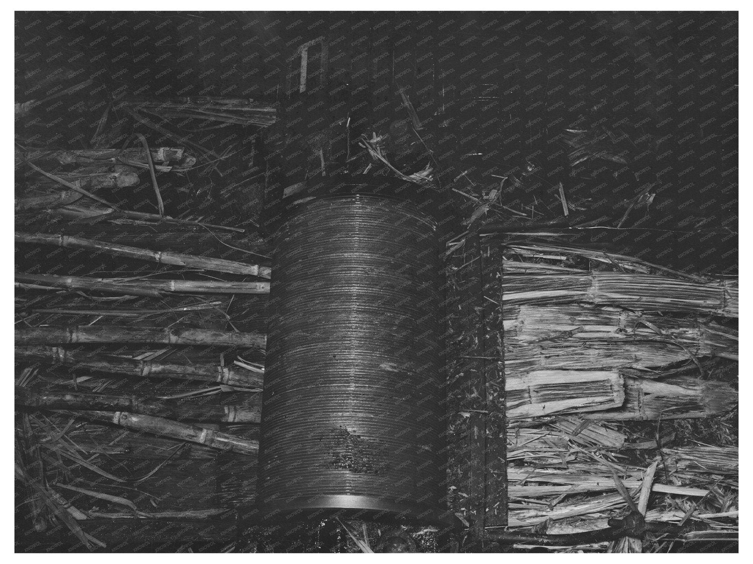 Sugarcane Crushing at Louisiana Mill October 1938