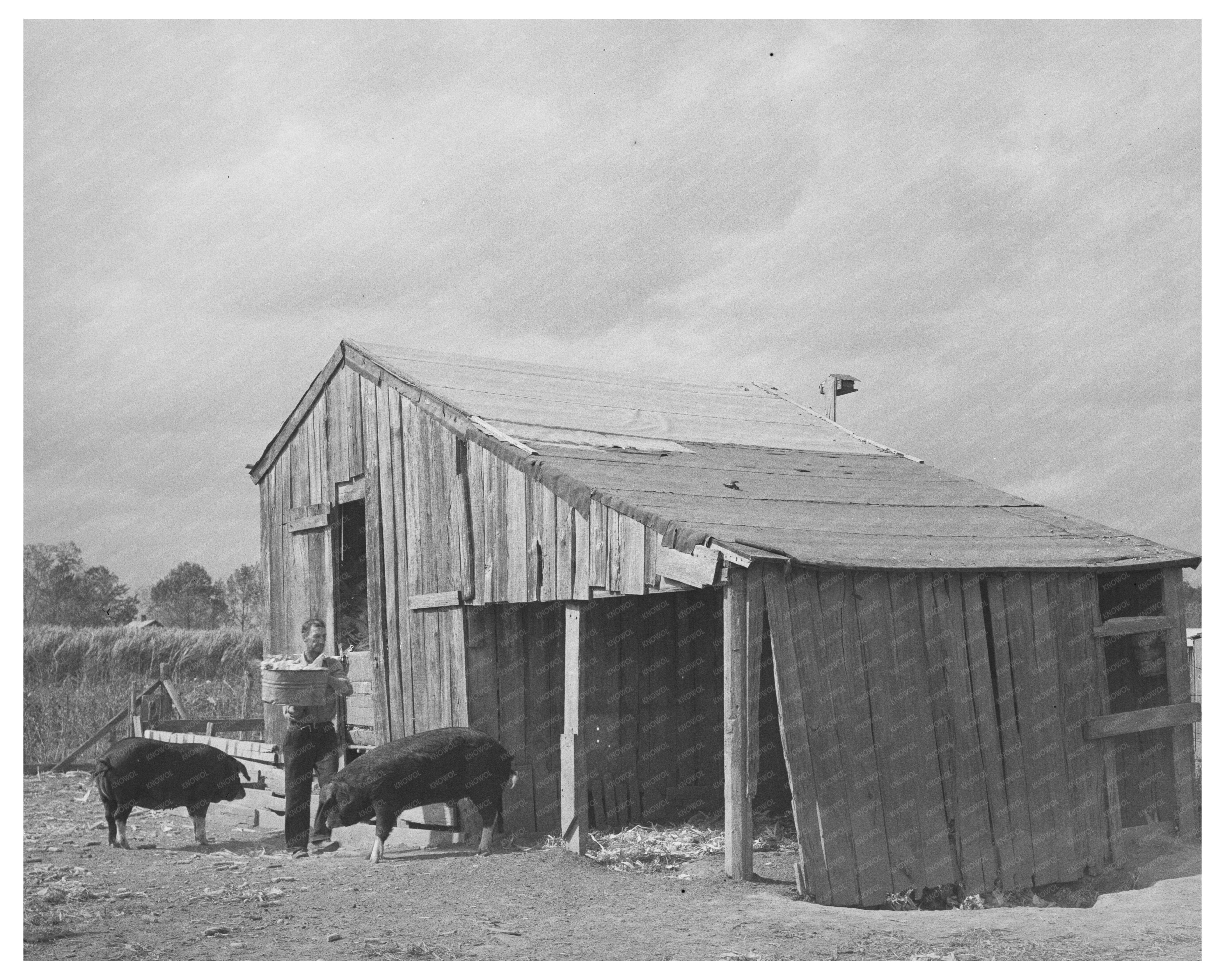 M LaBlanc Transporting Corn for Hogs Morganza Louisiana 1938