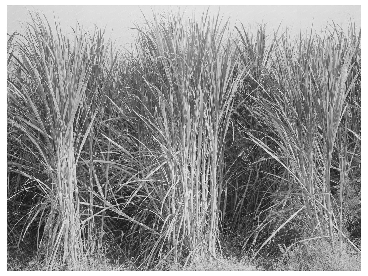 Sugarcane Ready for Harvest in Louisiana 1938