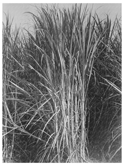 Sugarcane Field Ready for Harvest New Iberia 1938